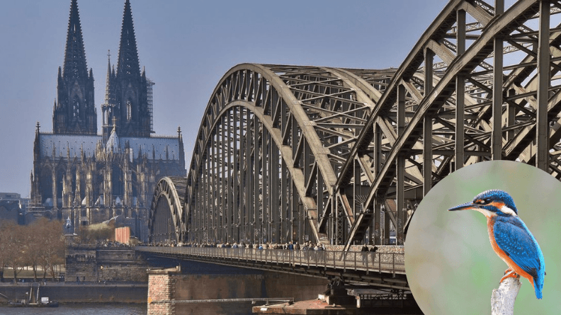 Urban Birding Köln