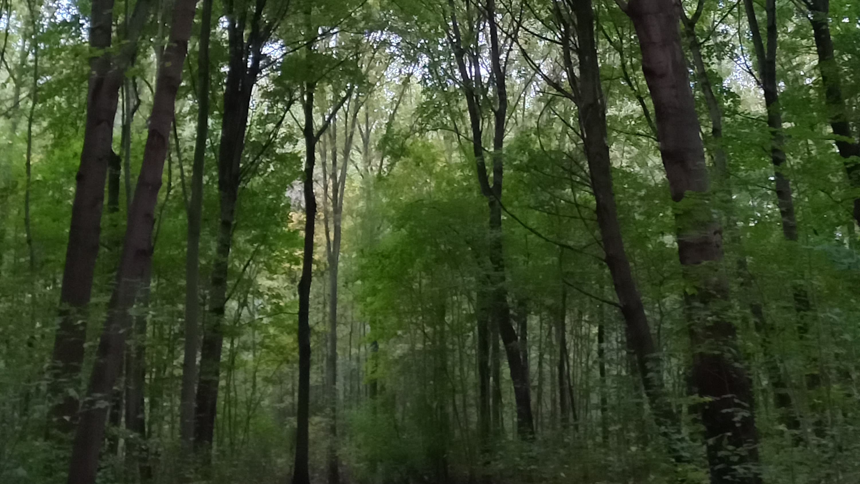 Wald-Erlebnis-Spaziergang - mit allen Sinnen genießen