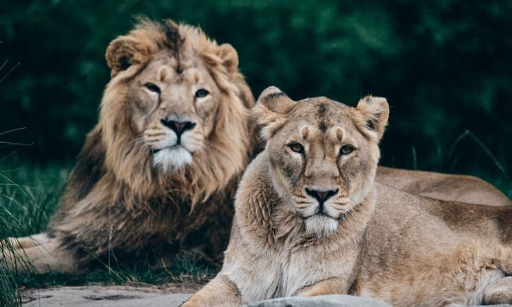 "Die Raubtiere im Kölner Zoo"