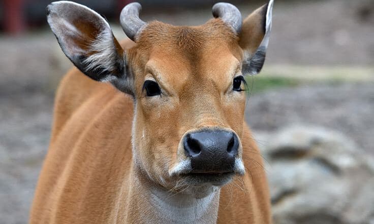 "Neues aus dem Banteng-Revier"