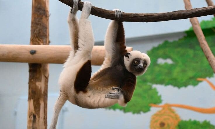 "Von Köln bis Madagaskar: Einsatz für die madagassische Vielfalt"